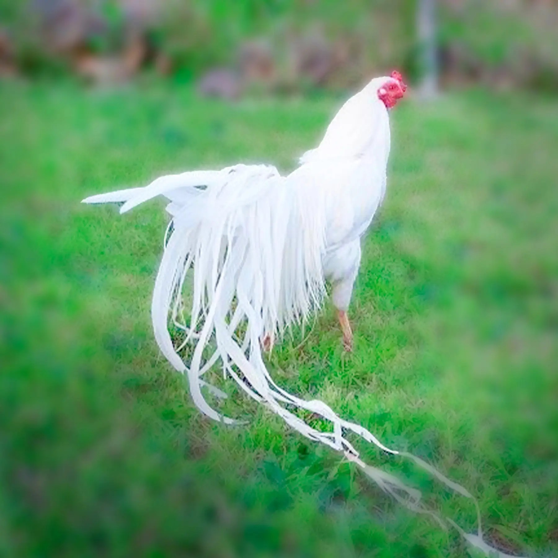 White Yokohama Chicks For Sale - Valley Hatchery