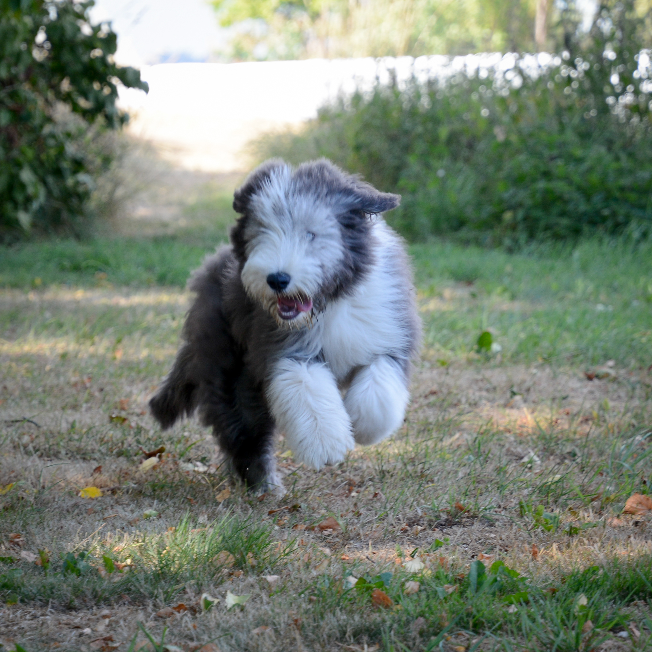 Vinny på sin första Vallklanenträff, juli 2018