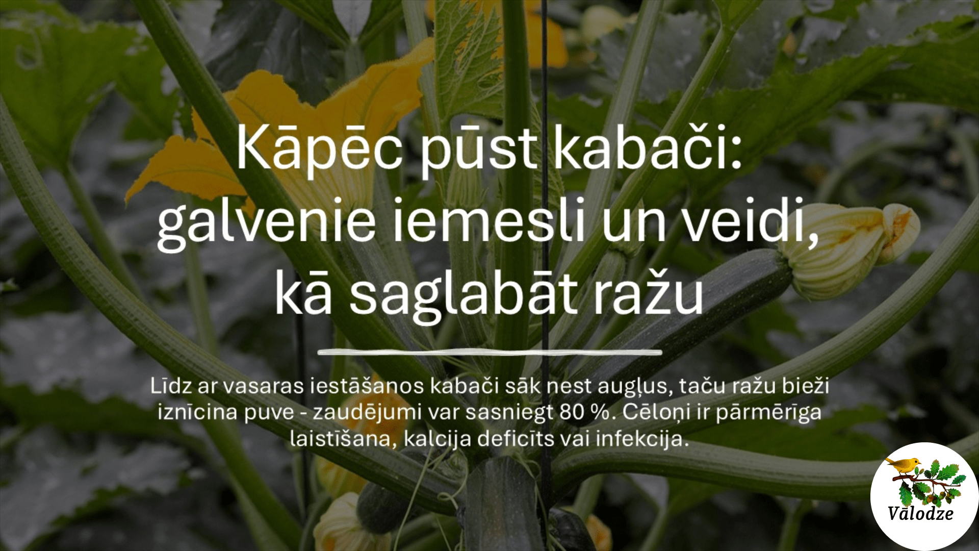 Kāpēc pūst kabači: galvenie iemesli un veidi, kā saglabāt ražu