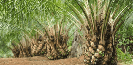 Pembentukan tim audit internal,pelatihan tim auditinternal,program kerja.doc . Pelatihan Audit Internal Rspo