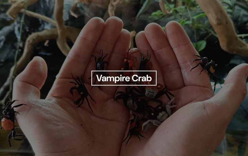 Vampire Crab Weasyl - Download Premium Colorful Picture | Desktop