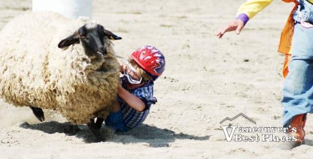 Running from a Rodeo Bull