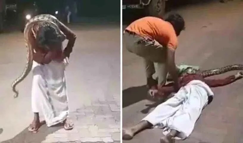 Python Strangulates Drunk Man
