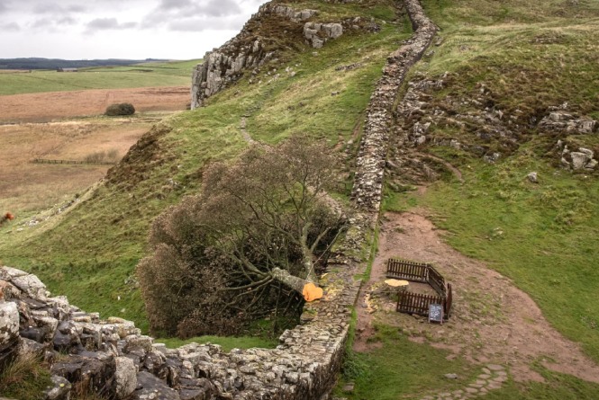 Sycamore Gap tree