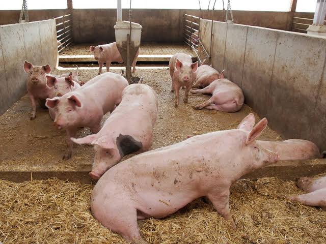 Fed pigs on a working Vantage-managed farm