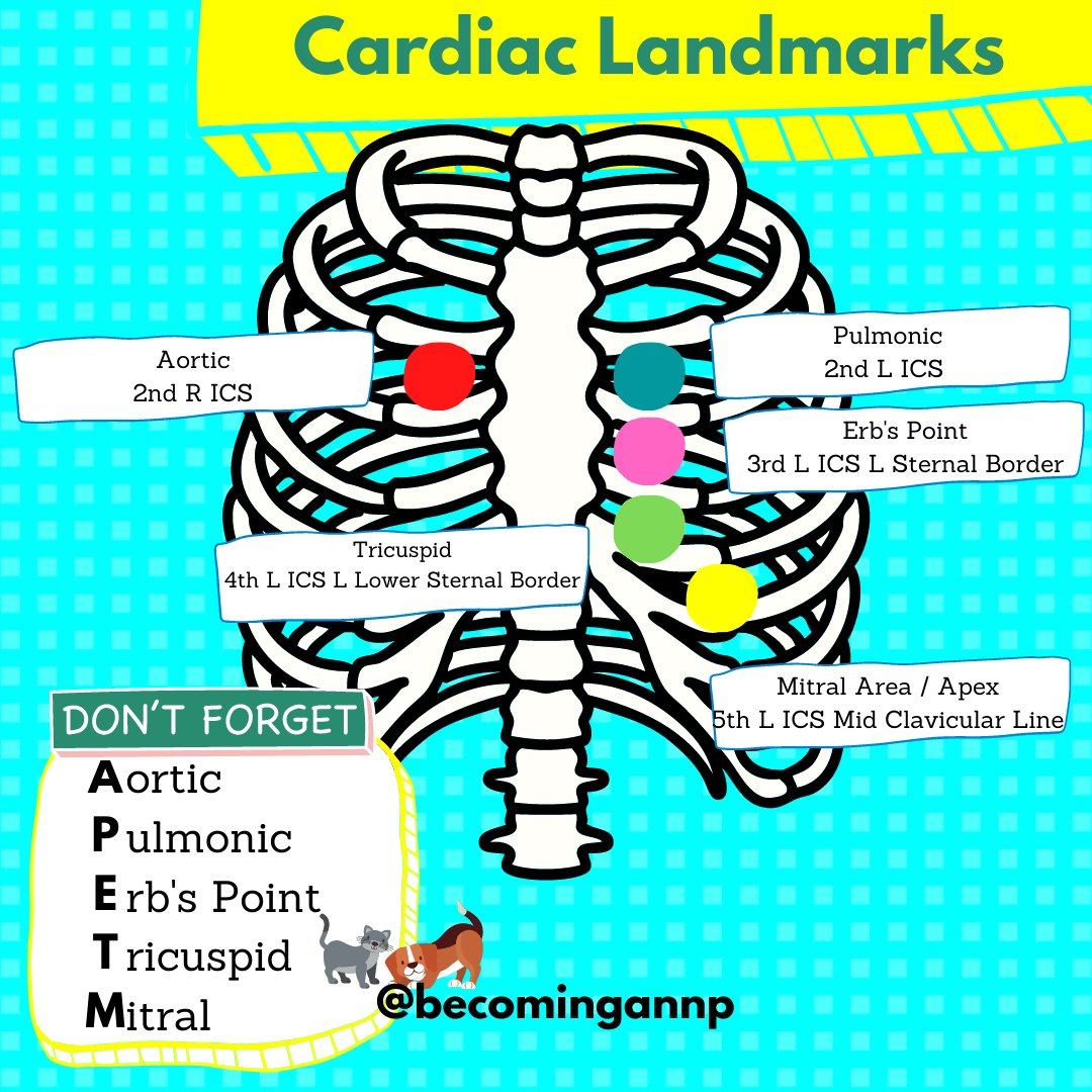 Cardiac Landmarks
