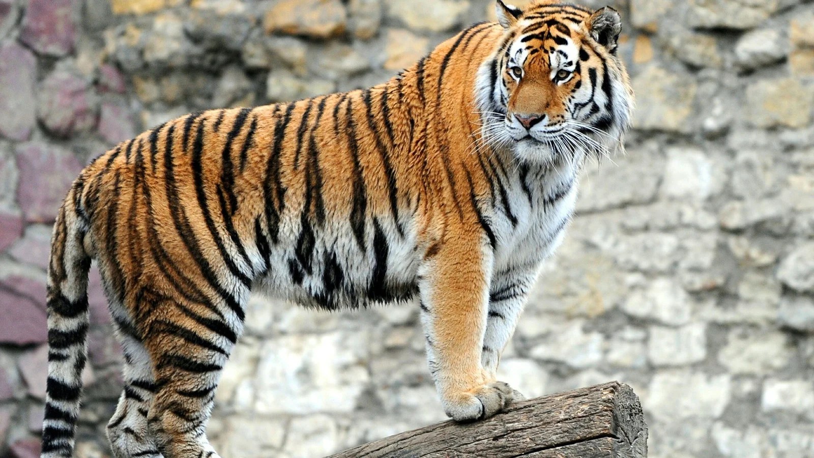 tiger