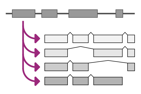 Variantvalidator Home - Elegant Sunset Image - HD