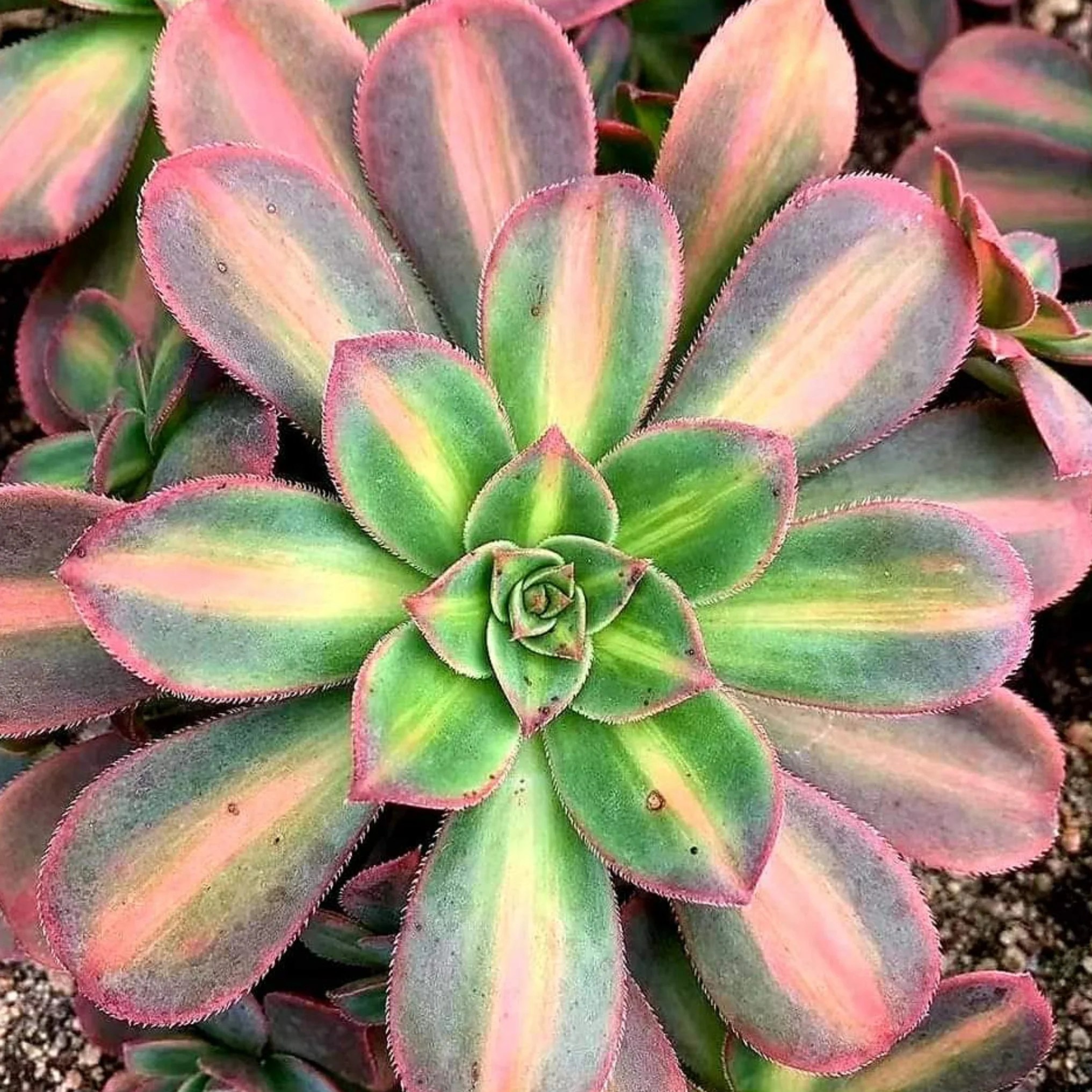 Aeonium Leucoblepharum Variegata