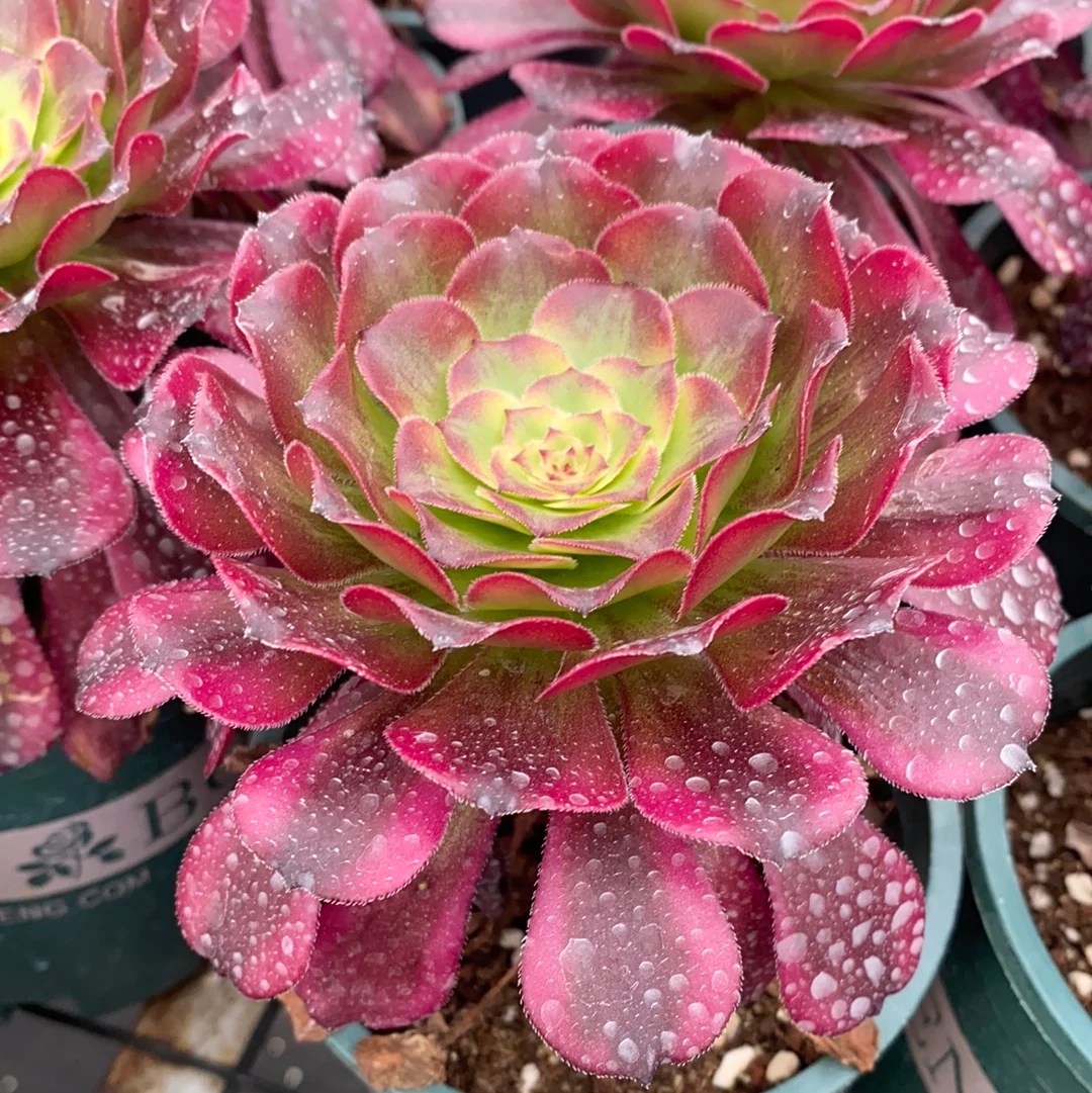 Aeonium &lsquo;Venus&rsquo;