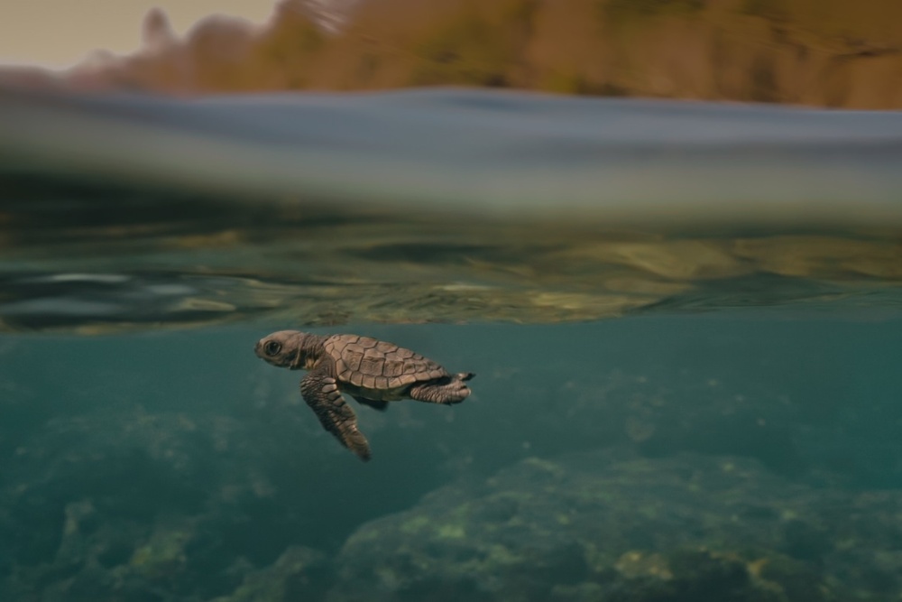 Turtle Walker Doc Nyc - Best Space Textures in Mobile