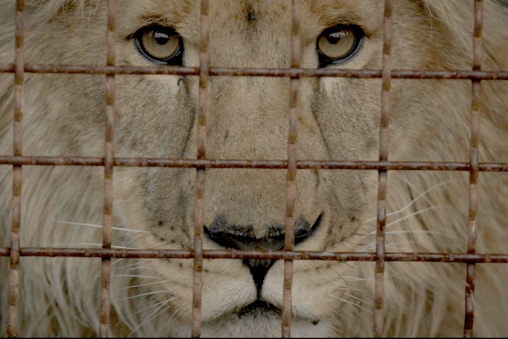 Leonardo DiCaprio’s Appian Way Joins Ukraine Doc ‘Checkpoint Zoo,’ Sets Summer North American Theatrical Release – Film News in Brief