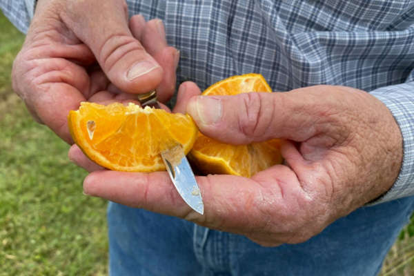 خطر الإصابة بوباء “التنّين الأصفر” يهدد حمضيات المتوسط