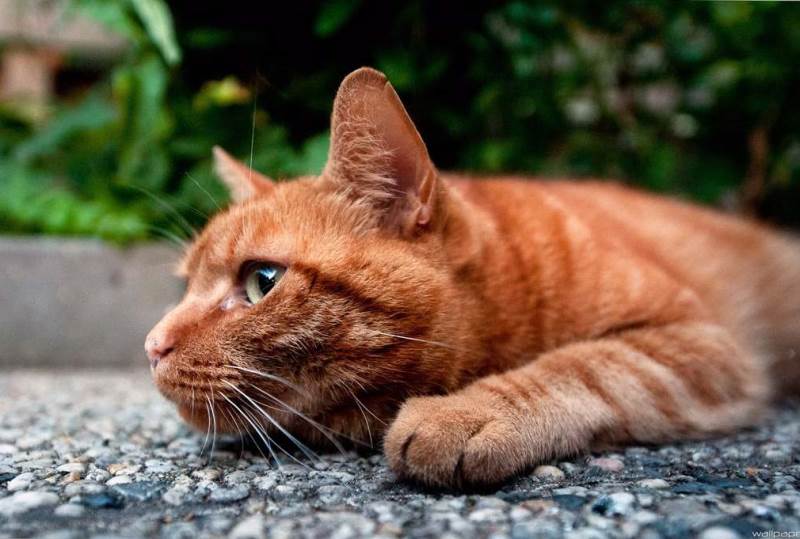 Кожные заболевания у кошек с фото и лечением. Кожные заболевания у кошек (фото) Заболевание у кошек расчесы наросты