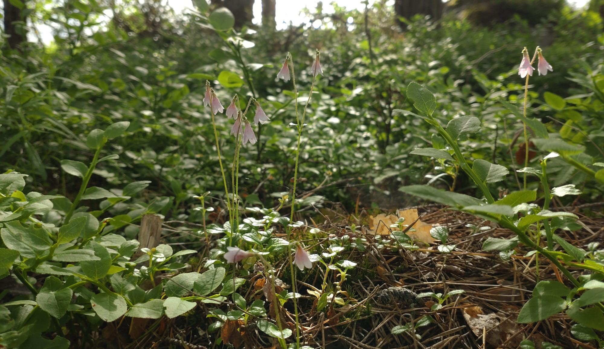 vanamoja