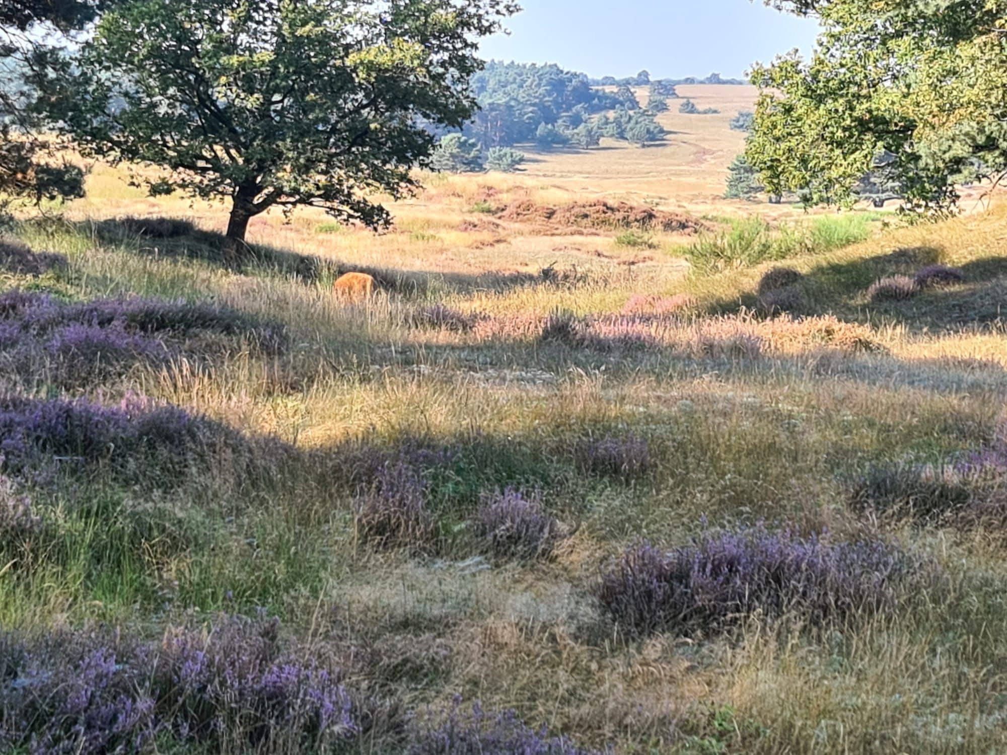 Bos en Heidetocht Dieren