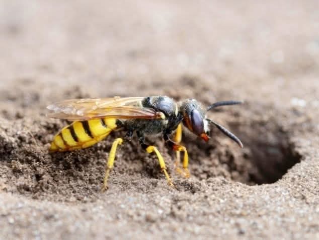 Graafwespen: de huurmoordenaars met een schop