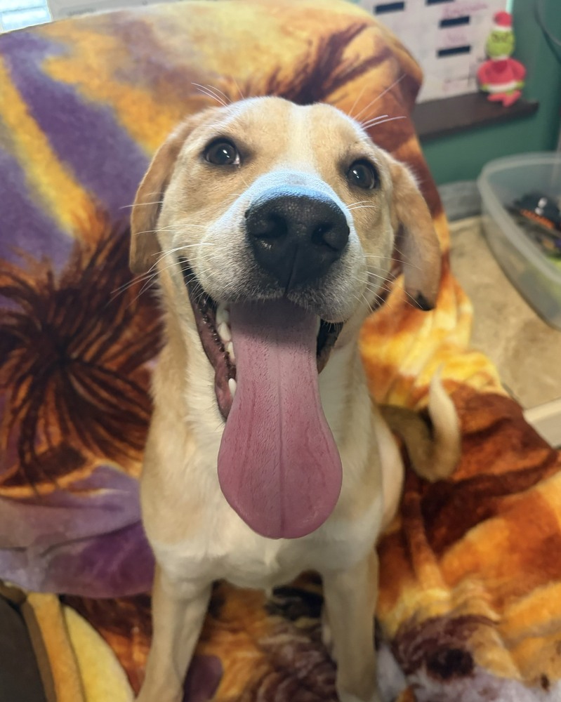 Nacho