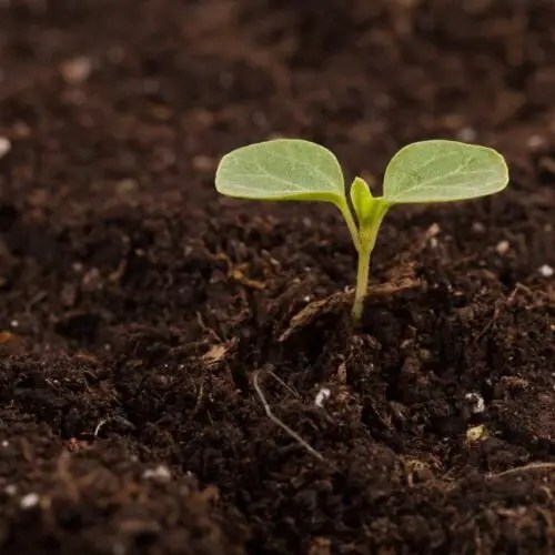 Soil Health