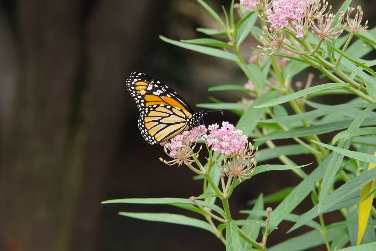 monarch-4060058_1280