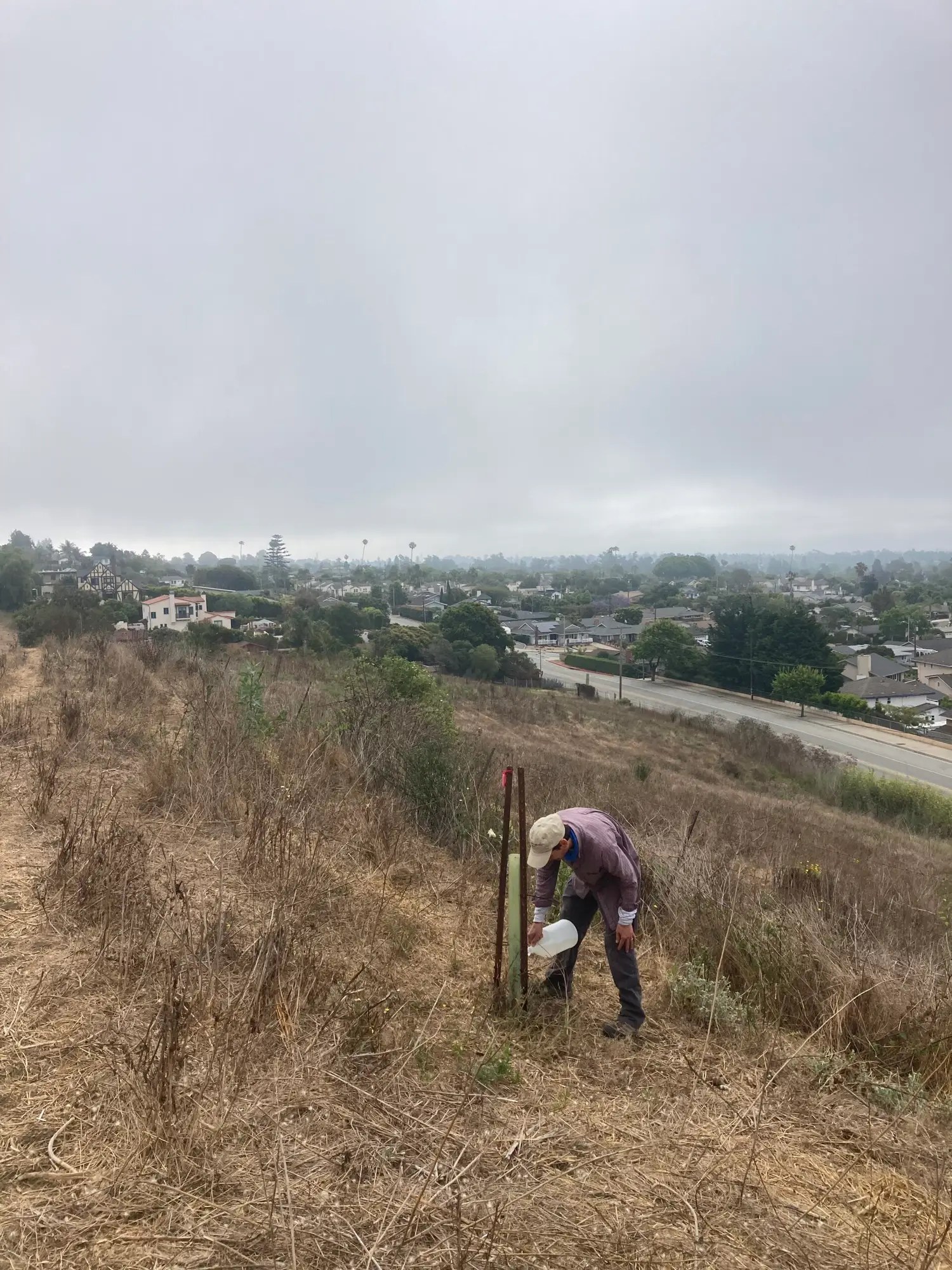 Watering Coast Live Oak sapling