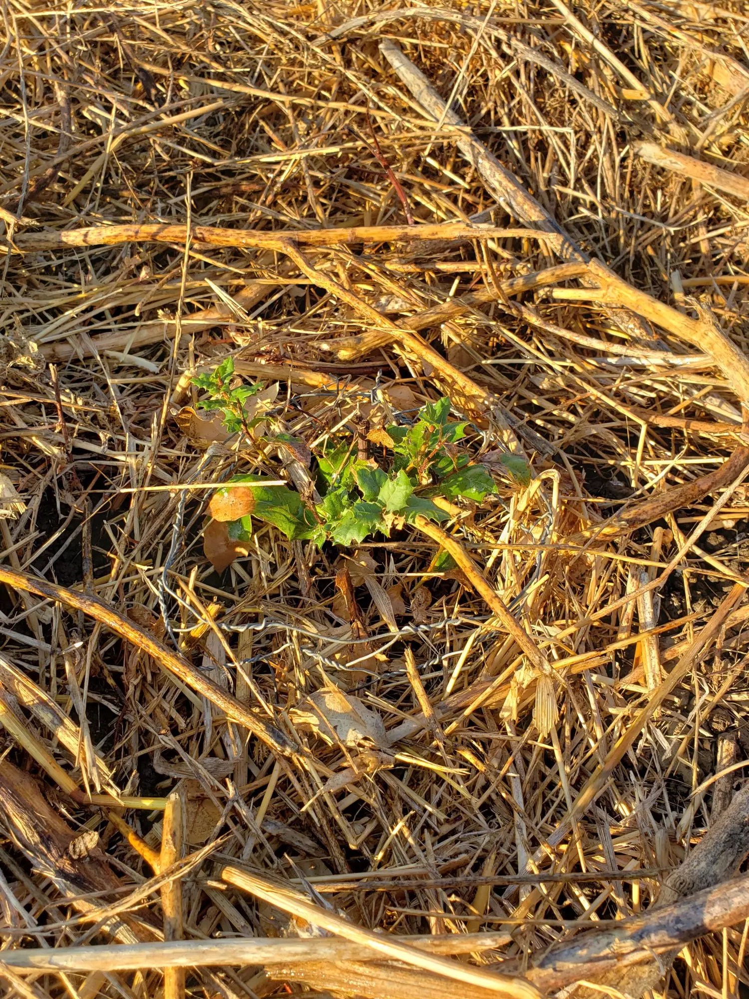 Coast Live Oak (Quercus agrifolia) sapling