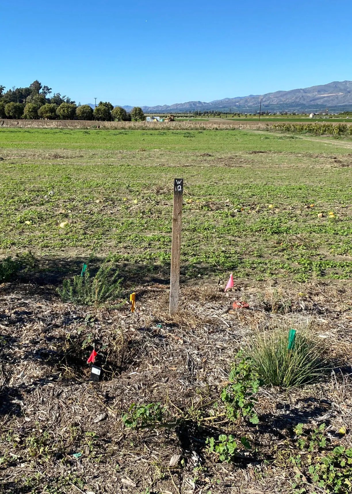 Hedgerow New Plantings