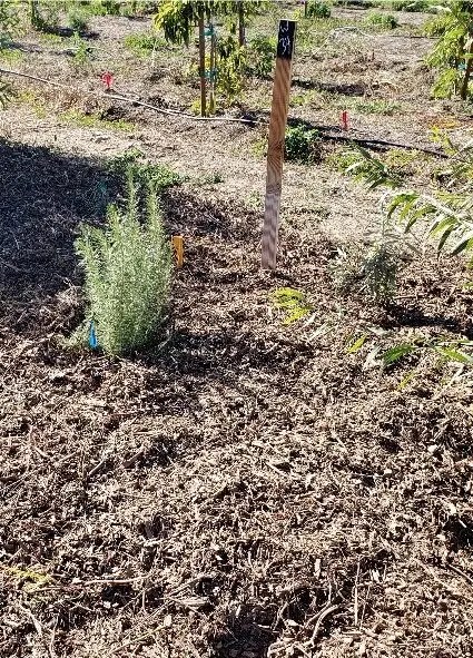 A Weeded and Mulched Hedgerow Plot