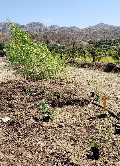 Irrigation Line and Attached Micro-sprinkler Used to Irrigate