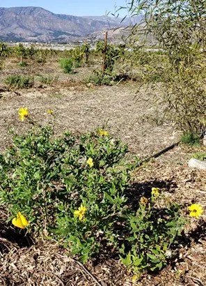 Bush Sunflower (Encelia californica) in Winter Bloom
