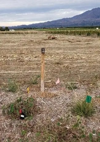 Comparison Photo of the Same Hedgerow Plot in Winter (2021)