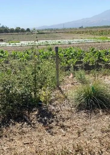 Comparison Photo of the Same Hedgerow Plot in Summer (2022)