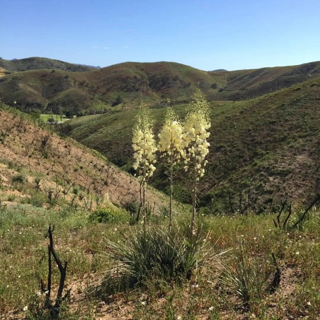 Chapparal Yucca is a cool plant—these plants contain soap in their leaves. Soap can act as a natural fire suppressant. Planting these plants in clumps might slow the spread of a fire. There is also a cool moth that is the only pollinator for this plant.