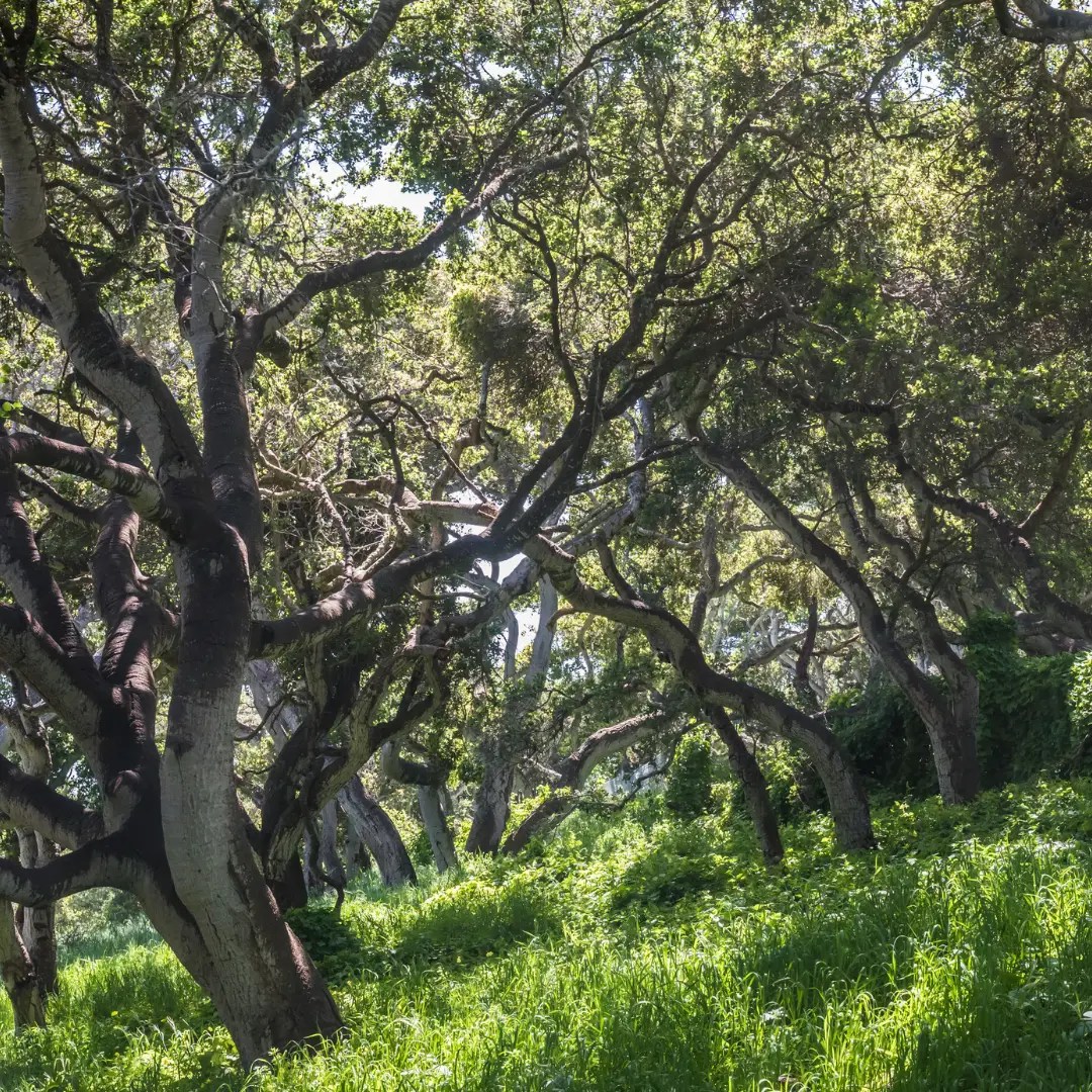 Coast live oaks are the keystone species of much of Ventura County. VCPBA recommends that landowners plant these trees for numerous reasons:  •	The trees stay green year-round.  •	Their dense green foliage can act as an ember screen during our high severity fires.  •	Coast live oak leaves are waxy, not oily. As a result, Coast live oak leaves are not as flammable as non-native invasives that have oily leaves, such as Eucalyptus, pepper tree, and rosemary.  •	Do not need watering! Because they are native. •	Habitat for so many living things!