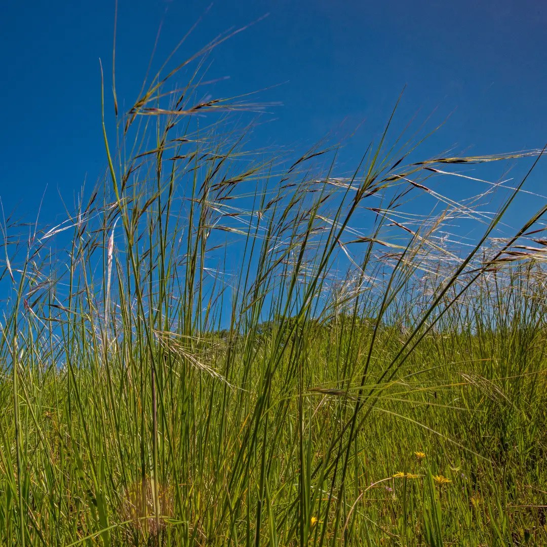 Stipa pulchra are cool native perennial grasses that do not get tall and that do not need any watering. Once established these plants can be weed-whipped to the base to lower fire severity.