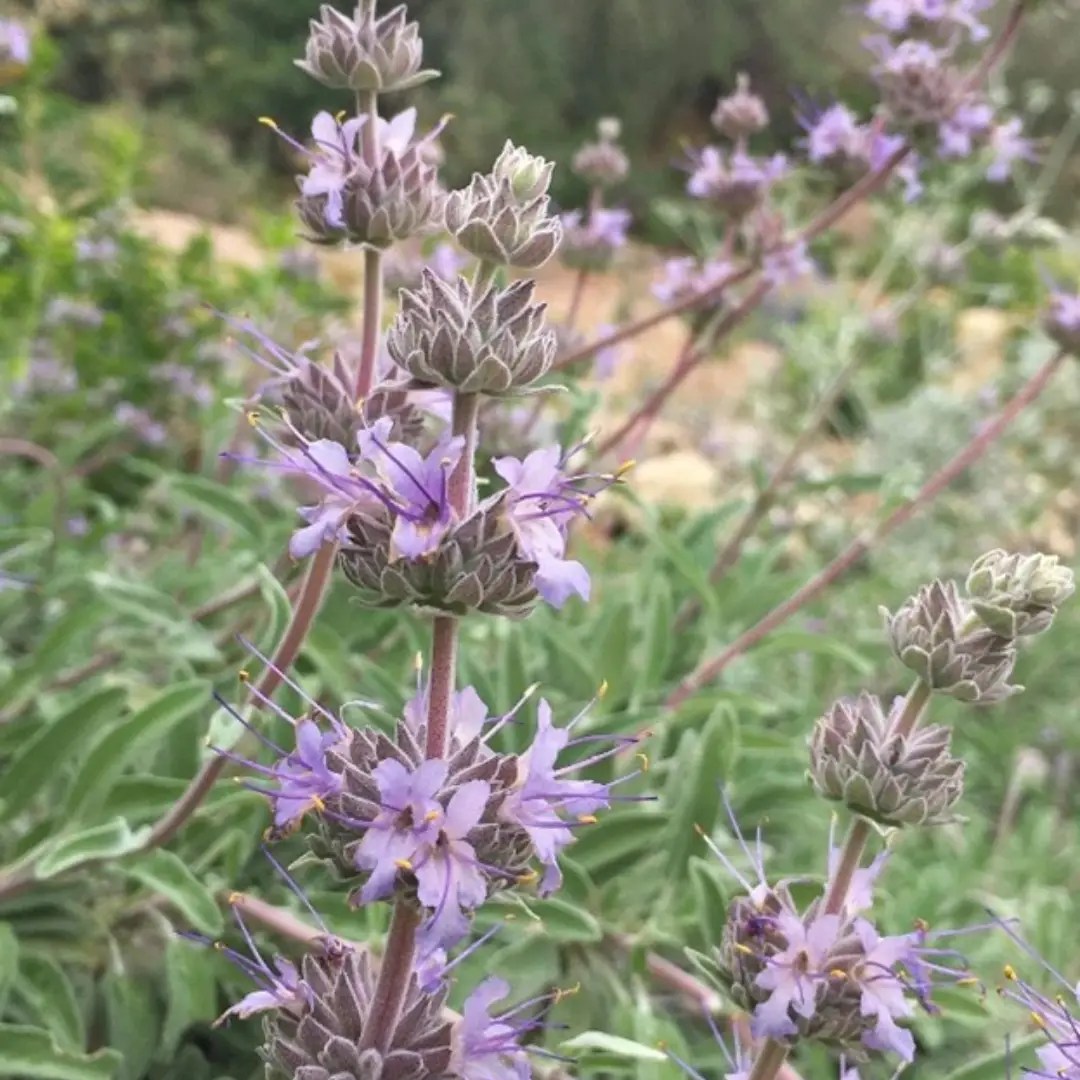 Prostrate Native Perennials: low growing shrubs produce shorter flame lengths if they are burning. Here are some native shrubs that grow on the shorter side: Salvia ‘Bee’s Bliss Sage, Artemisia californica ‘Canyon Grey’, Baccharis pilularis ‘Twin Peaks No. 2’, and more.
