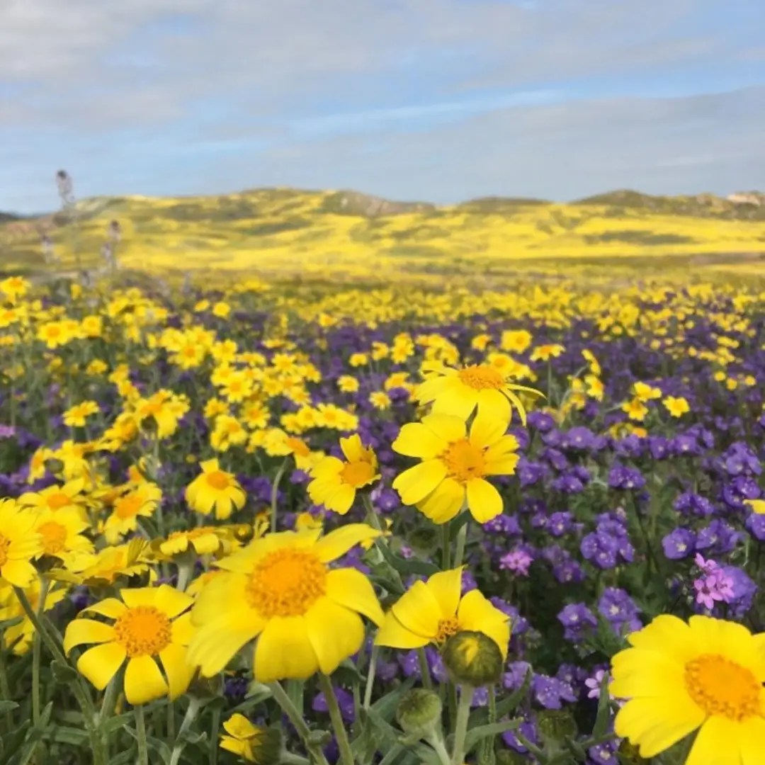 Native Annuals: Poppies, tidy tips, chia, phacelia, the list goes on. Once they go to seed, these plants can be weed-whipped. Plants will likely return the following springs if gone to seed!  
 If you are interested in planting Native Annuals, be sure to purchase them from a local and trusted source. Some seed packets claim to contain native plants but may contain non-native invasives. Local and trusted sources are listed below.