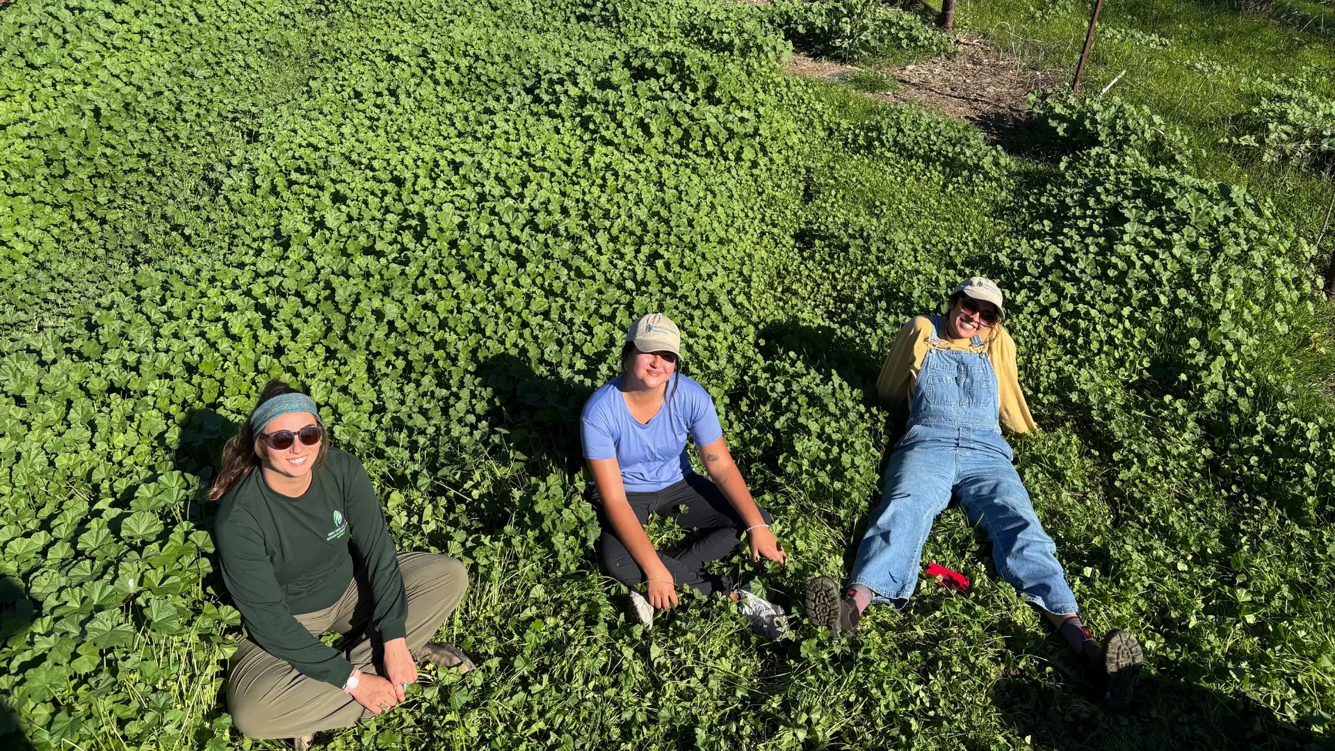 Staff on Cheeseweed
