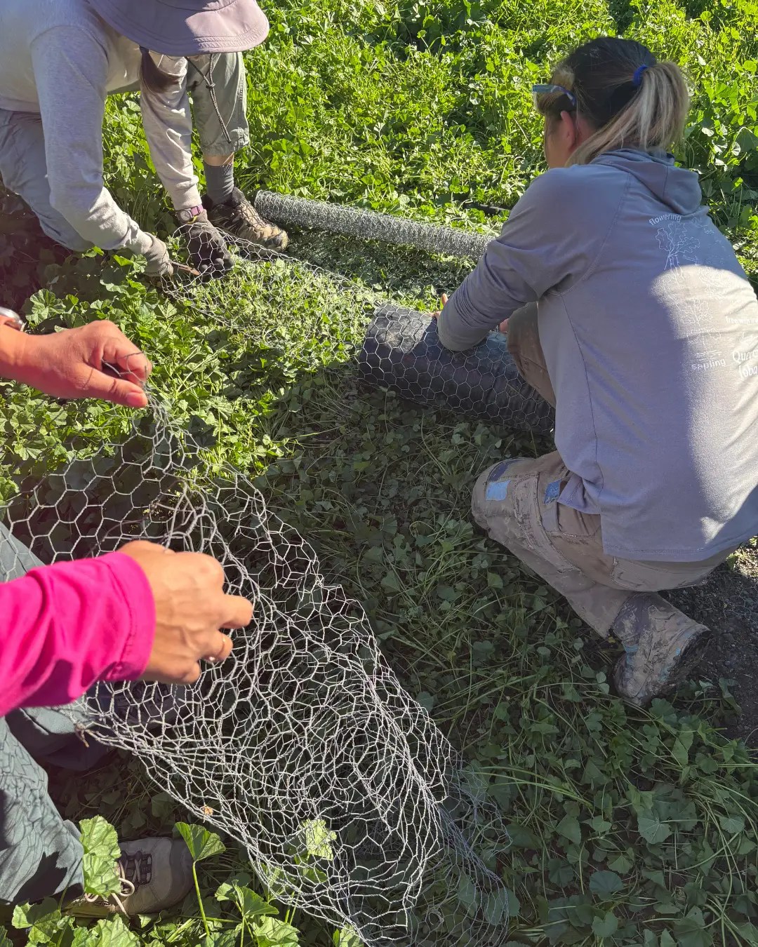 Chicken Wire Cages for Oaks