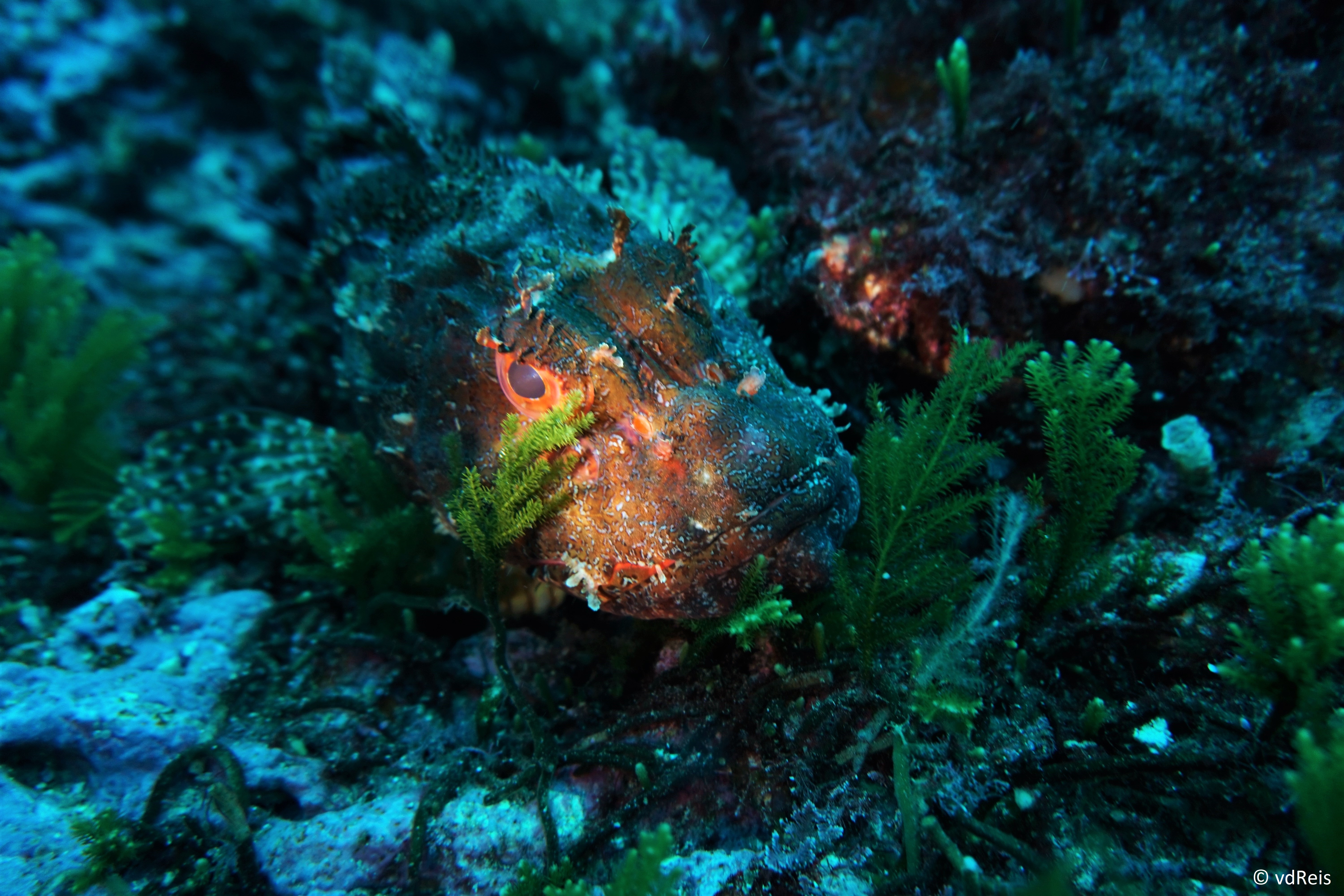 Stonefish