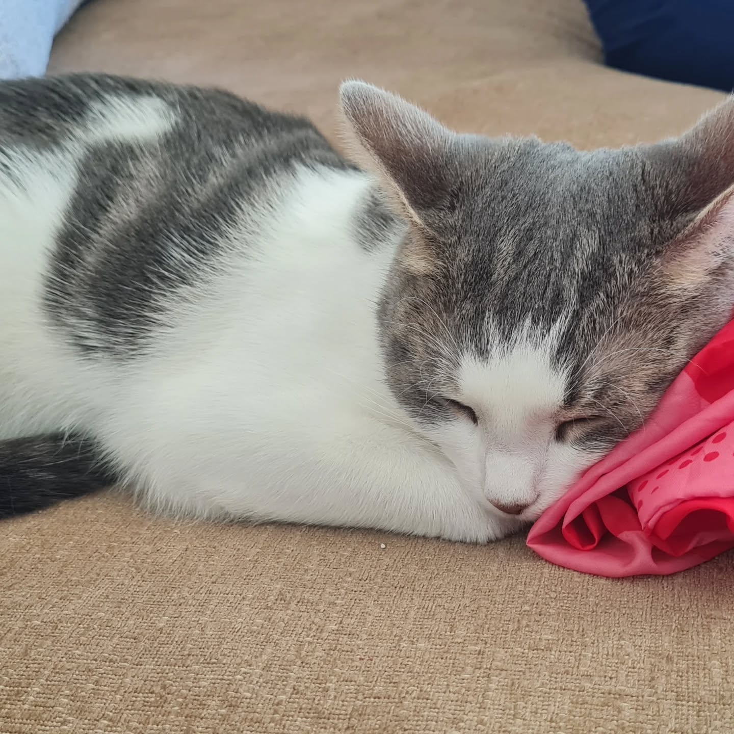 Katten Nala bondkatt