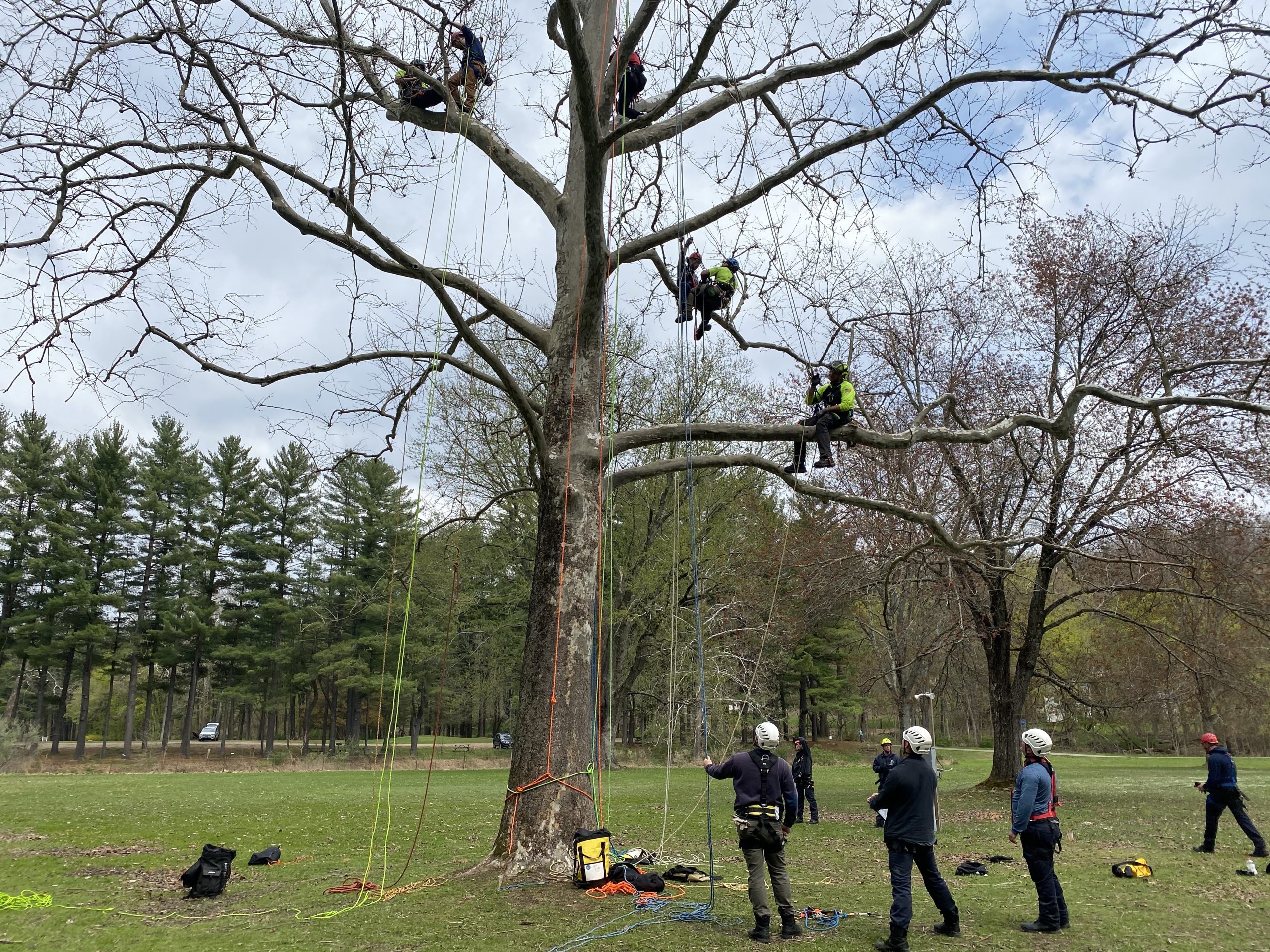 Arborist rescue symposium
