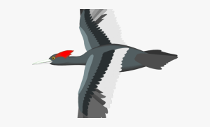 bird flying vectorified