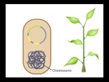 Gene Vector At Vectorified Collection Of Gene Vector Free For