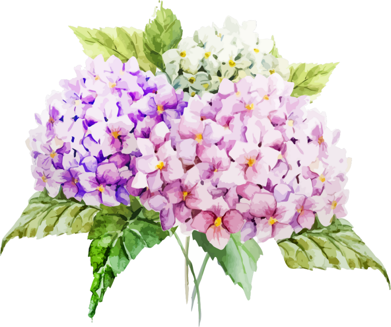 Hydrangea Vector Images Over 7 500 - Best Nature Patterns in High Resolution