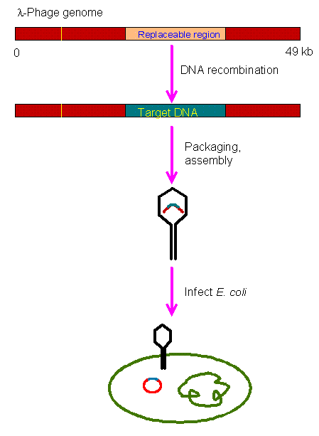 The Lambda Se Module Of The Lambda Vector Architecture Download - Premium Dark Photo Gallery - Ultra HD