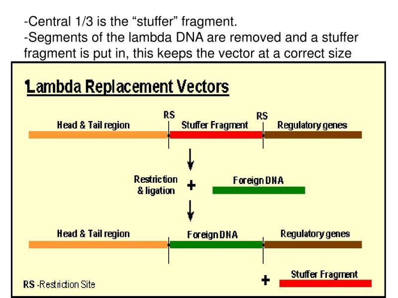 Lambda Vector Images Over 220 - Abstract Patterns - Perfect Retina Collection