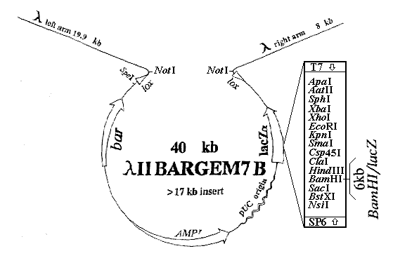 The Lambda Se Module Of The Lambda Vector Architecture Download - Best Sunset Pictures in High Resolution