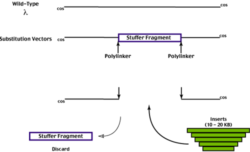 The Lambda Se Module Of The Lambda Vector Architecture Download - Desktop Vintage Textures for Desktop
