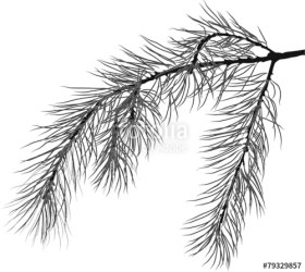 pine branch tree isolated vectorified similar